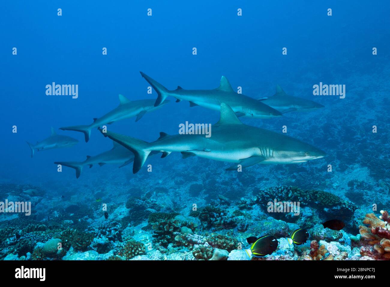 Requin De Récif Gris, Carcharhinus Amblyrhynchos, Fakarava, Tuamotu Archipel, Polynésie Française Banque D'Images