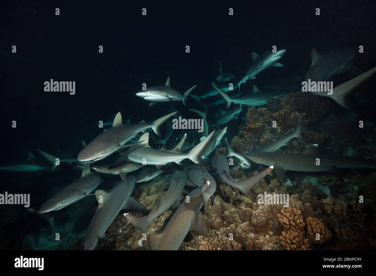 Chasse Aux Requins De Récif Gris La Nuit, Carcharhinus Amblyrhynchos, Fakarava, Tuamotu Archipel, Polynésie Française Banque D'Images