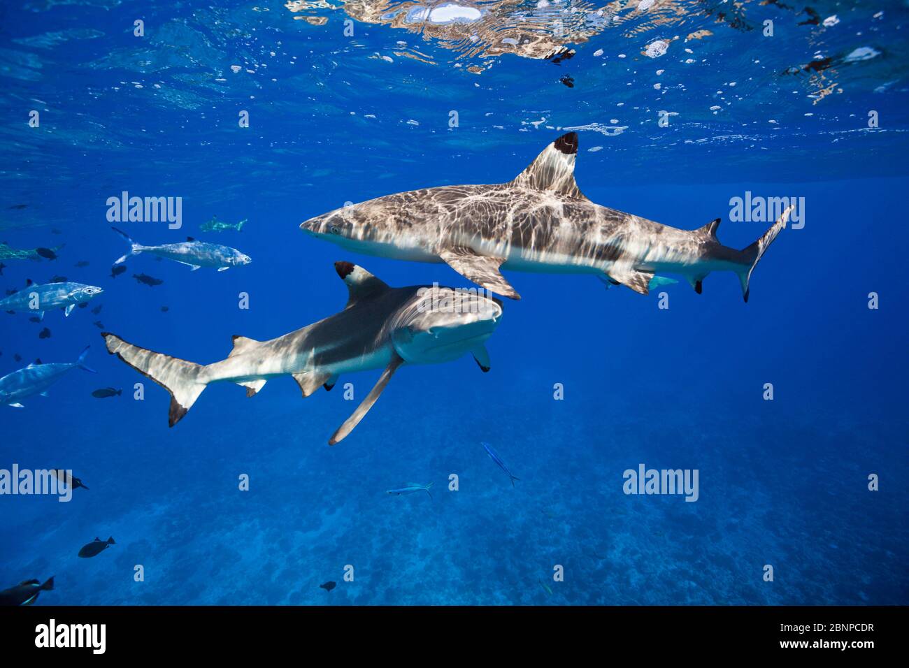 Le Récif De Blacktip Sharks Au-Dessous De La Surface De L'Eau, Carcharhinus Melanopterus, Moorea, Polynésie Française Banque D'Images