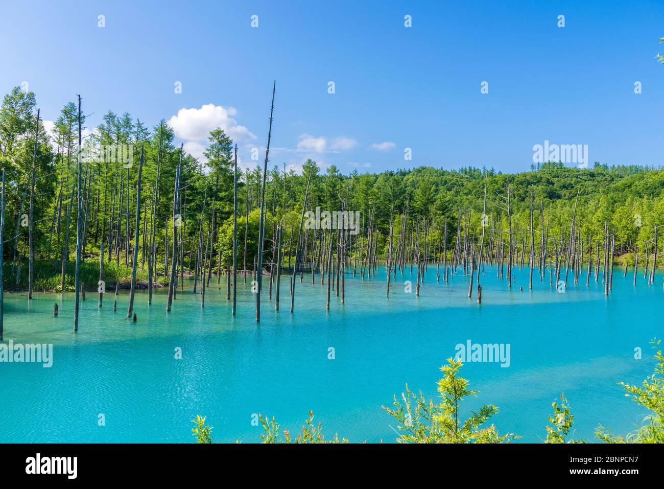 北海道の青い池 Banque D'Images