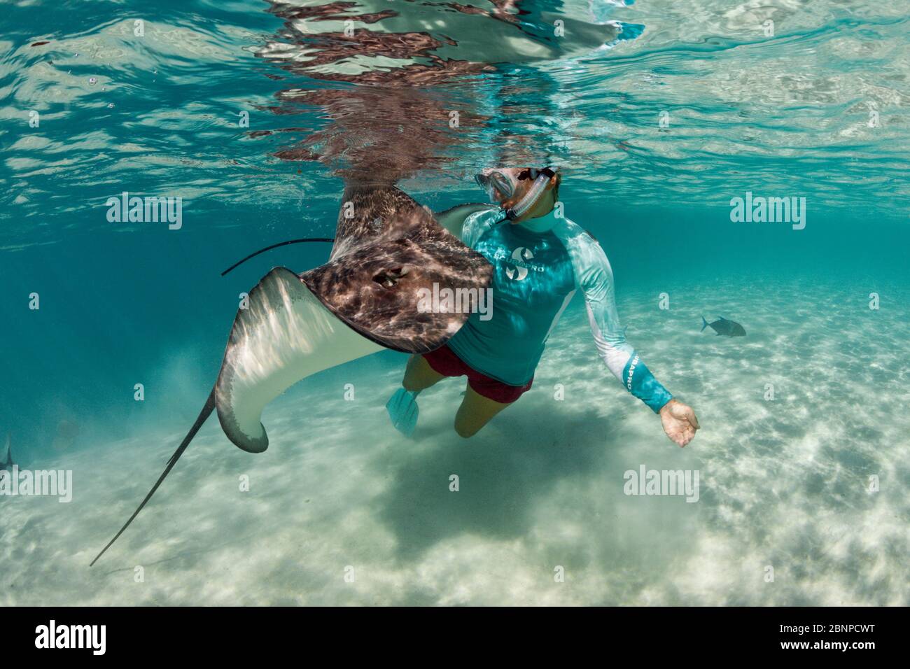 Plongée avec masque et tuba avec whiprie rose dans Lagoon, Pateobatis fai, Moorea, Polynésie française Banque D'Images