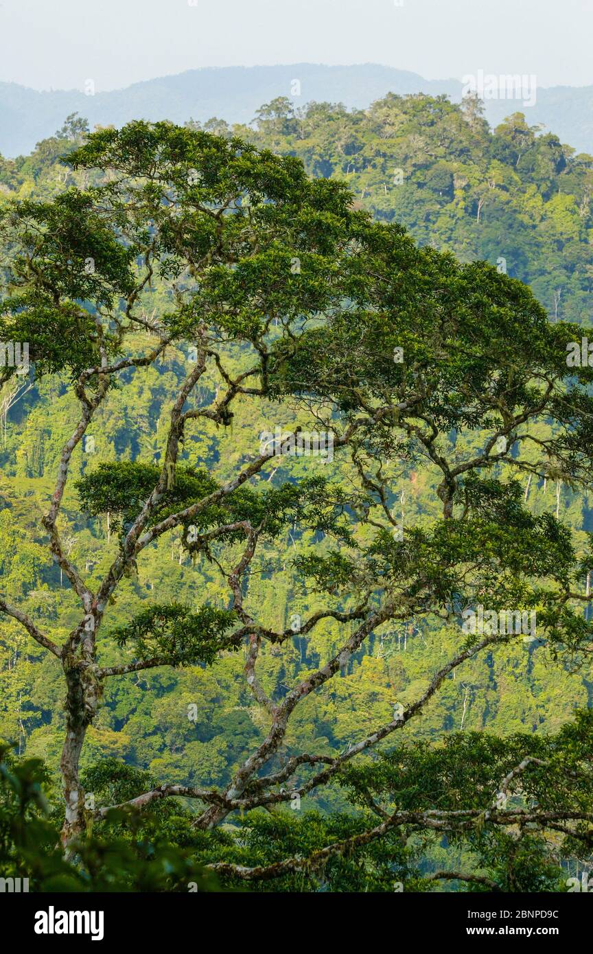 De magnifiques arbres de forêt tropicale à Cerro Pirre, parc national de Darien, province de Darien, République du Panama. Banque D'Images