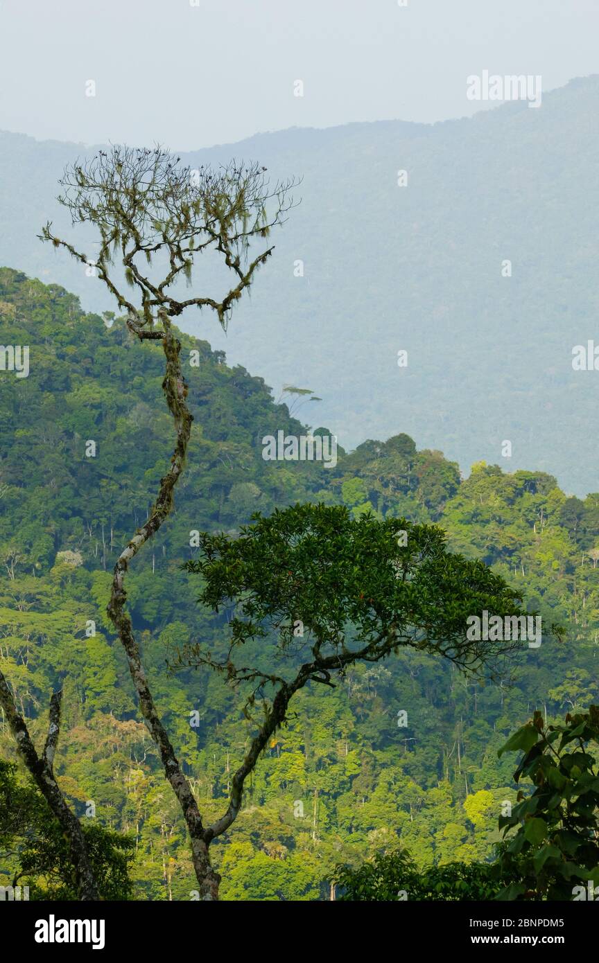 De magnifiques arbres de forêt tropicale à Cerro Pirre, parc national de Darien, province de Darien, République du Panama. Banque D'Images