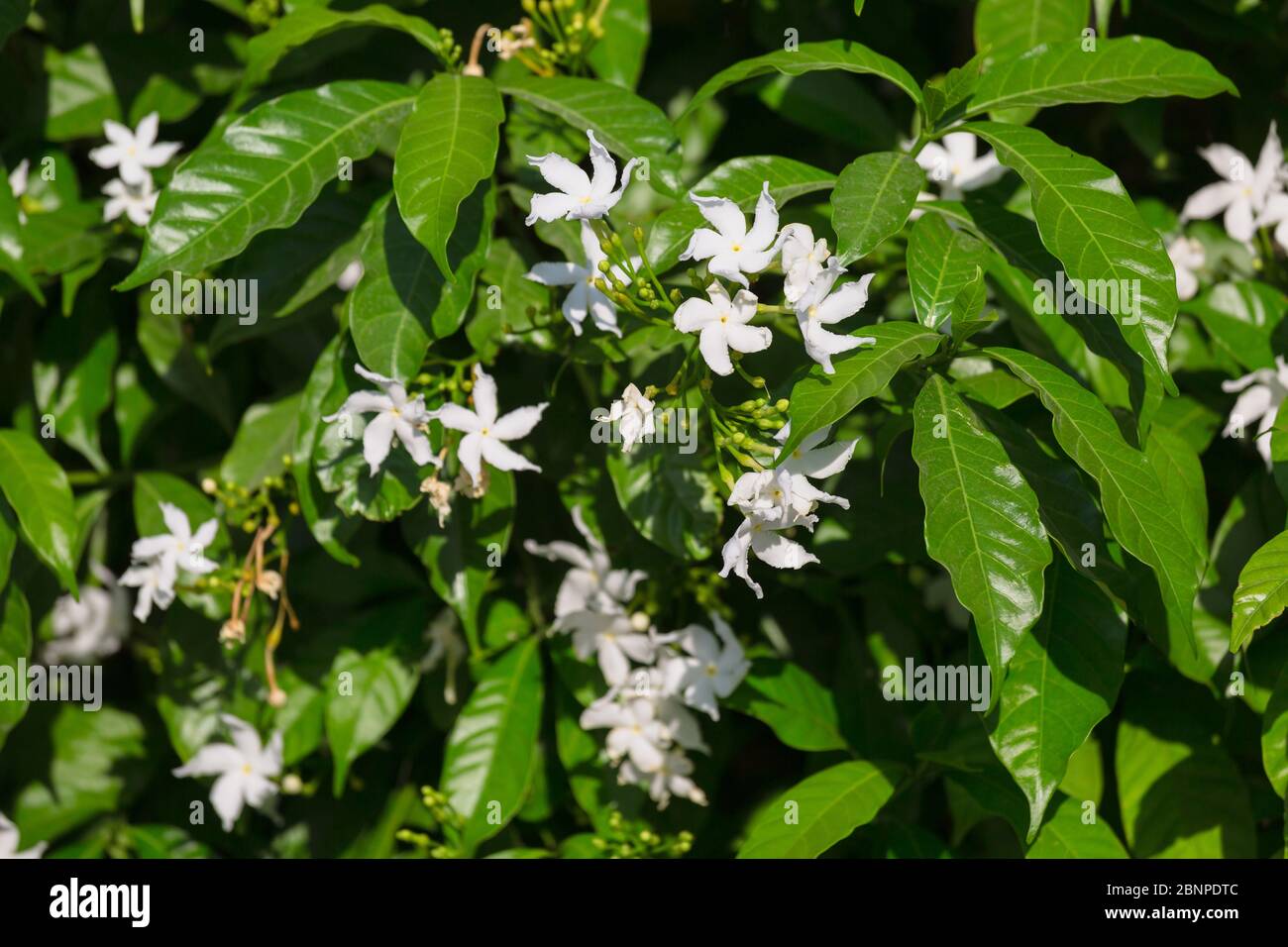 Gros plan de Gerdenia Cope Jasmine - fleurs blanches Banque D'Images