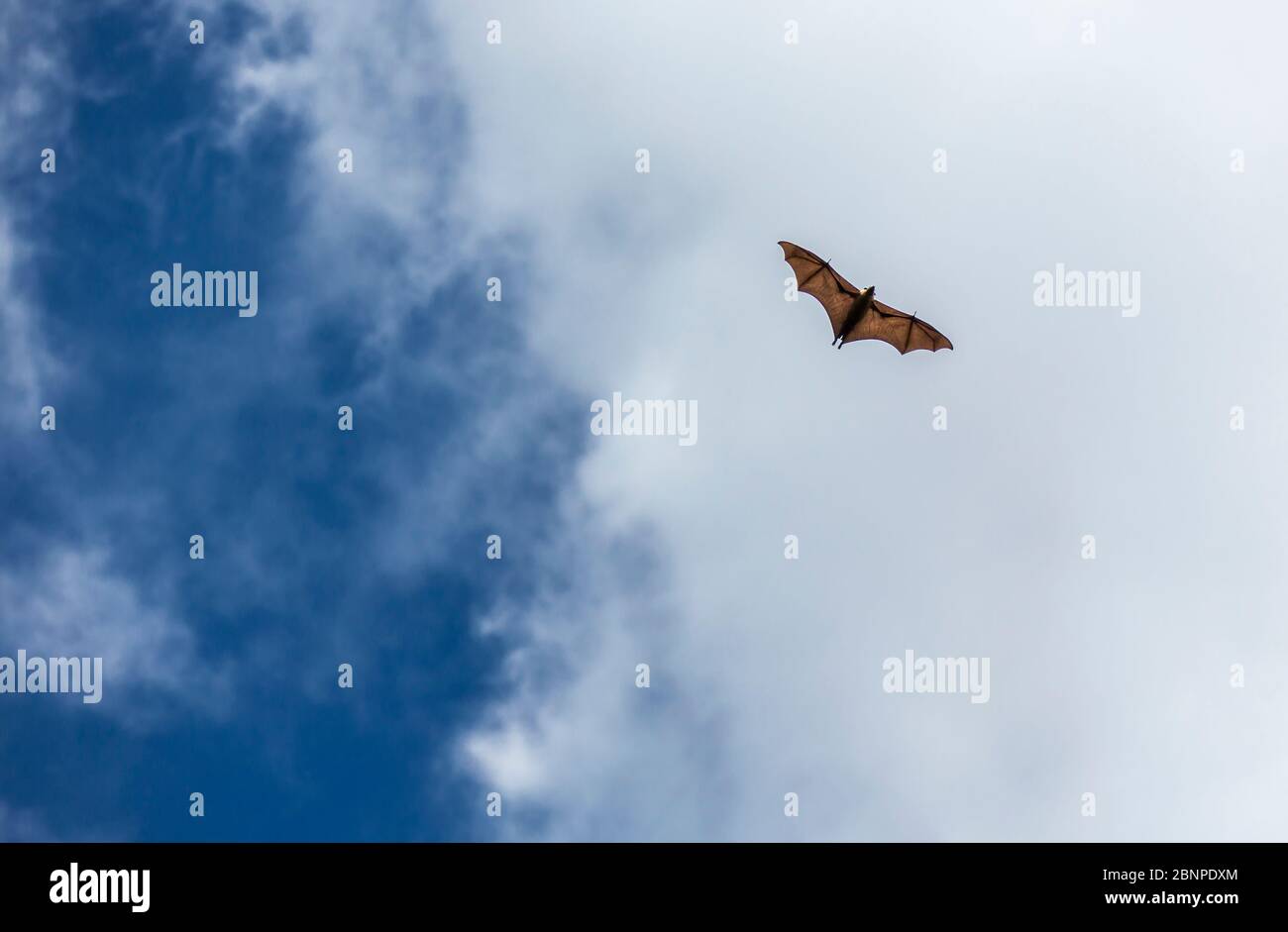 Chauve-souris aux Seychelles (Pteropus seychellensis), jardin botanique, Victoria, île de Mahé, Seychelles, Océan Indien, Afrique Banque D'Images