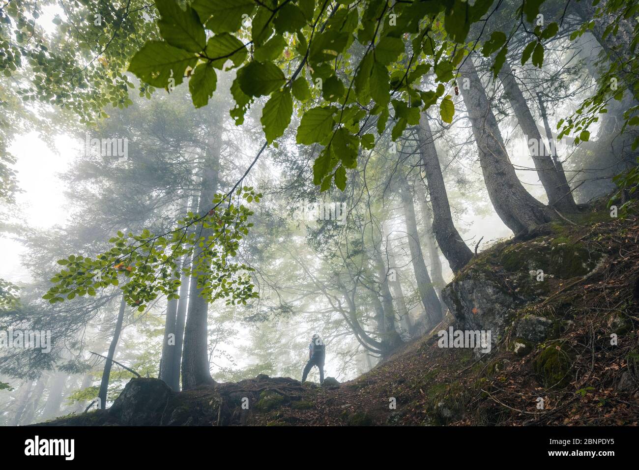 un jeune randonneur explore une forêt de hêtres par un jour sombre, la vallée de san lucano, le taibon agordino, belluno, veneto, italie Banque D'Images