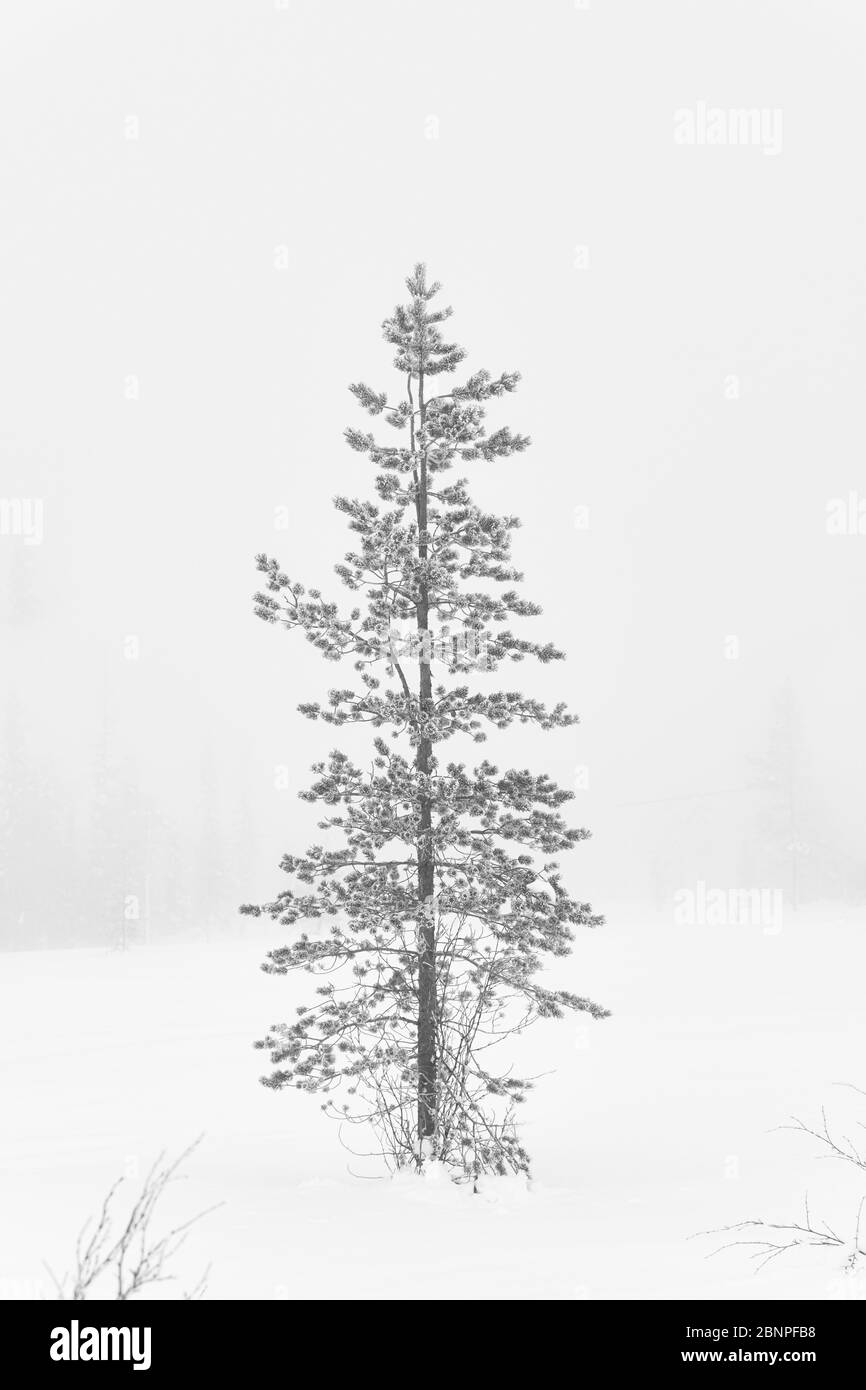 Finlande, Laponie, hiver, arbre Banque D'Images