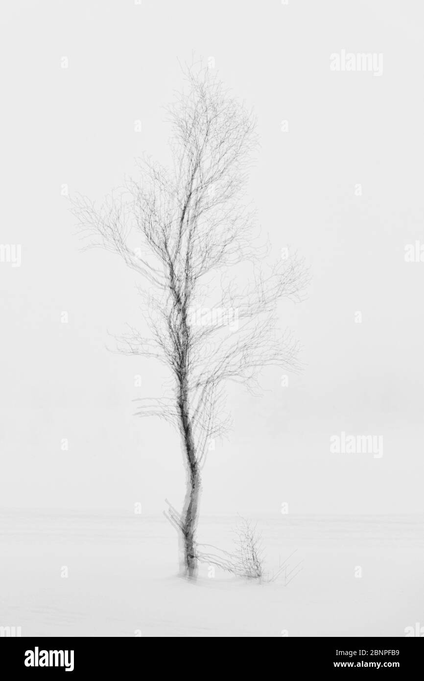 Finlande, Laponie, hiver, arbre, exposition multiple Banque D'Images