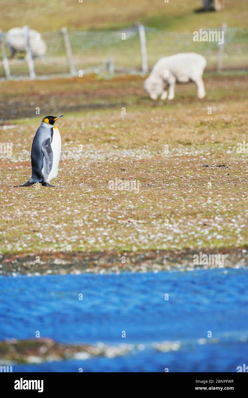 Penguins du roi (Aptenodytes patagonicus), Malouines de l'est, îles Falkland, Banque D'Images