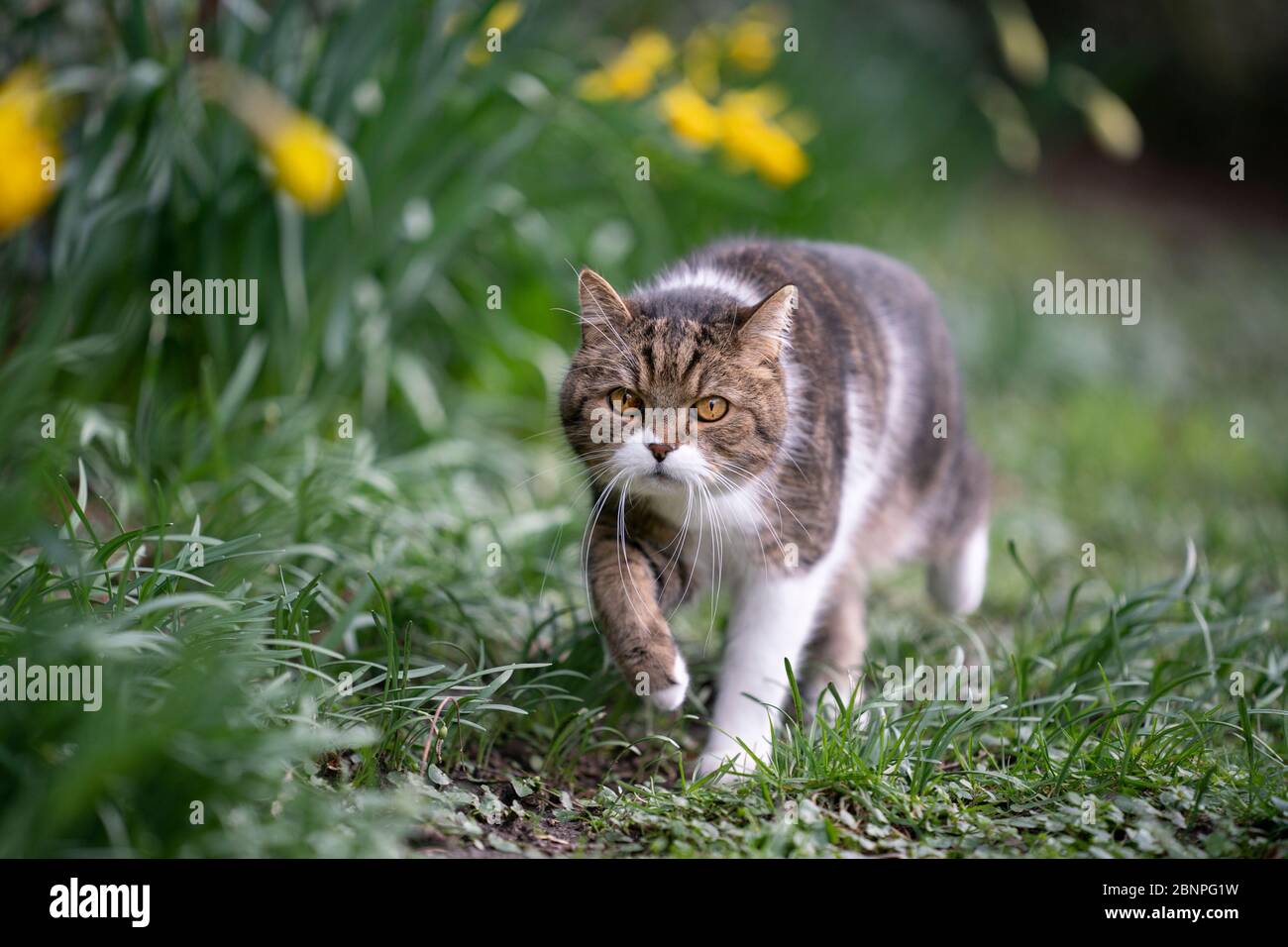 tabby blanc british shorthair chat marchant à l'extérieur sur l'herbe à côté des fleurs jaunes au printemps Banque D'Images