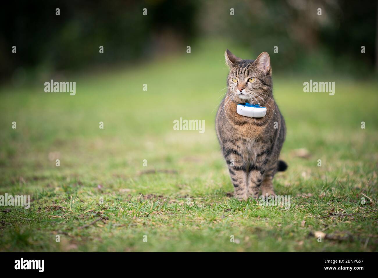 tabby domestique shorthair chat à l'extérieur sur l'herbe portant le tracker gps attaché au collier avec l'espace de copie dans l'arrière-plan Banque D'Images