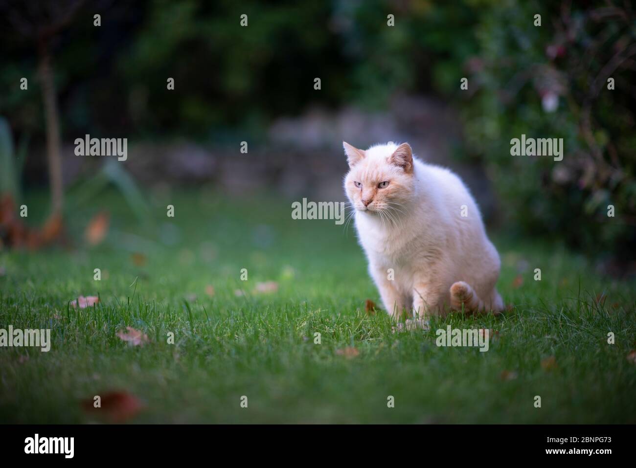 chat domestique beige de shorthair assis dans le jardin Banque D'Images