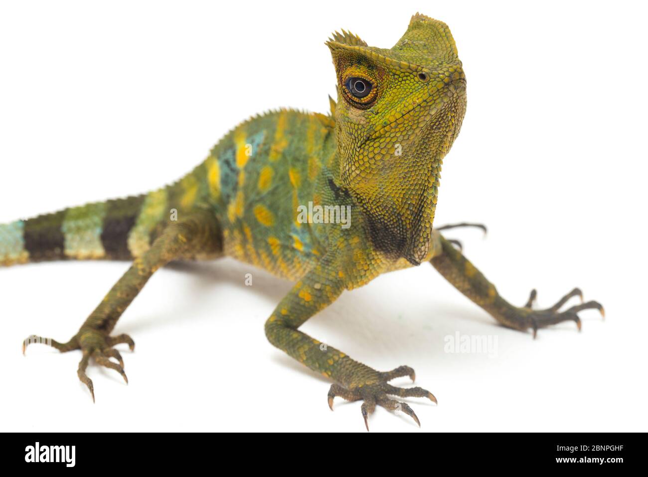 Dragon de forêt de caméléon / Gonocephalus chamaeleontinus isolé sur fond blanc Banque D'Images