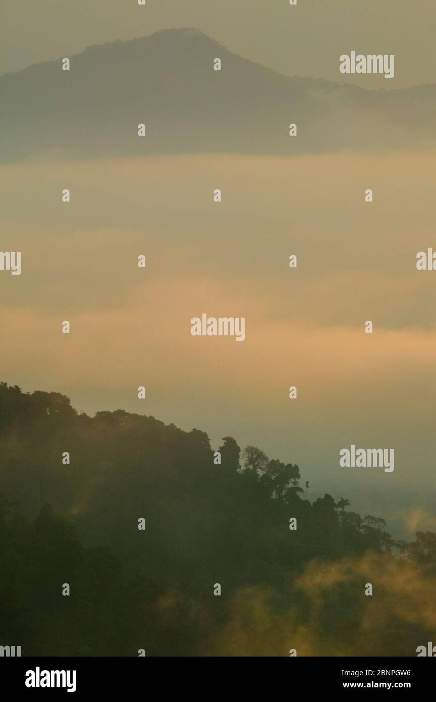Tôt le matin lumière et brume dans le parc national de Darien, vu de Cerro Pirre, province de Darien, République du Panama. Banque D'Images