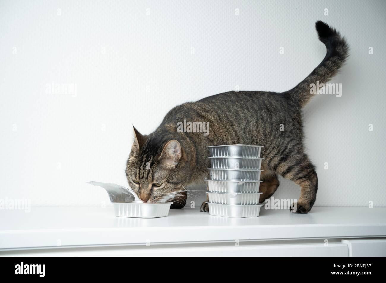 tabby shorthair chat manger de la nourriture de chat à partir de récipient en aluminium devant le fond blanc avec l'espace de copie Banque D'Images