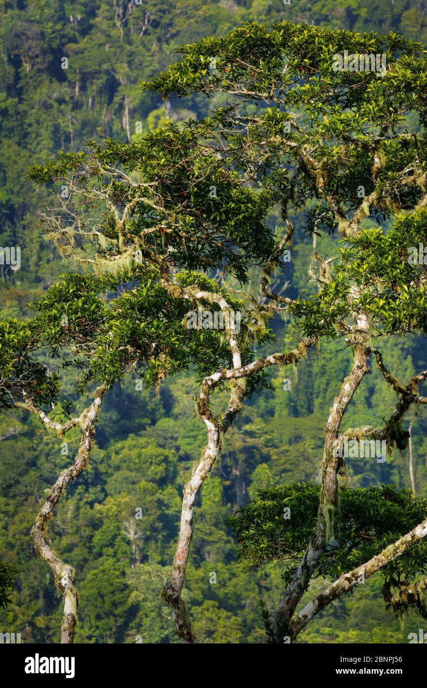 De magnifiques arbres de forêt tropicale à Cerro Pirre, parc national de Darien, province de Darien, République du Panama. Banque D'Images