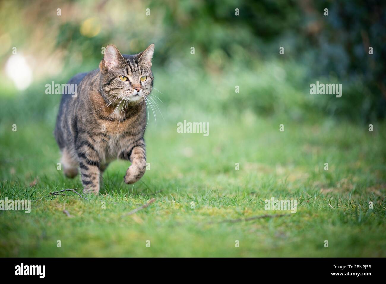 tabby shorthair chat marchant sur la prairie dans la nature Banque D'Images