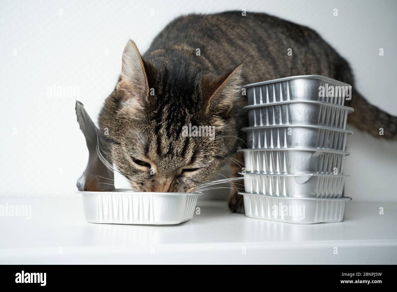 tabby shorthair chat manger de la nourriture de chat à partir de récipient en aluminium devant le fond blanc avec l'espace de copie Banque D'Images