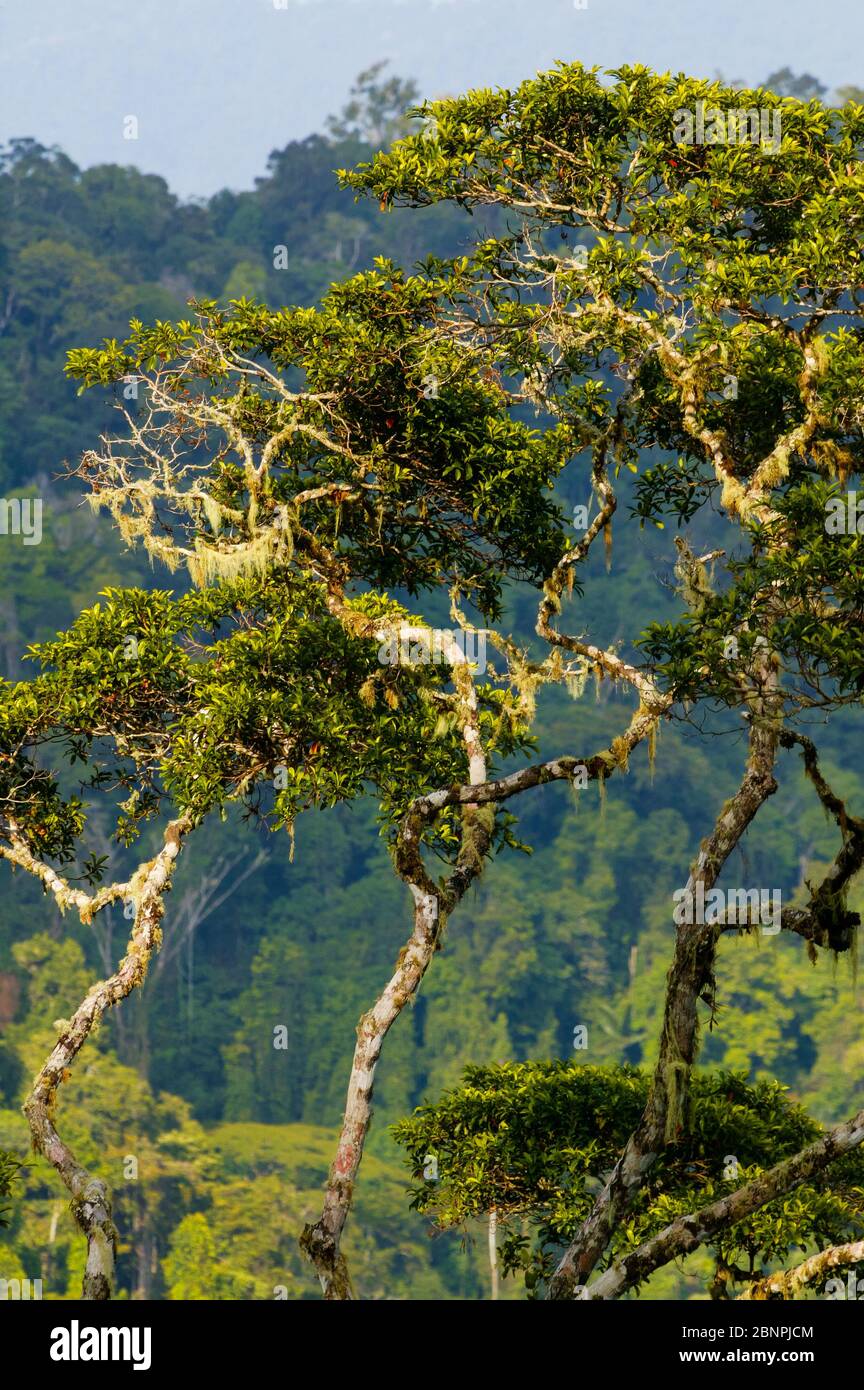De magnifiques arbres de forêt tropicale à Cerro Pirre, parc national de Darien, province de Darien, République du Panama. Banque D'Images