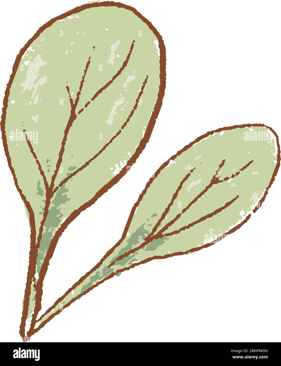 Bouquet de feuilles d'épinards frais verts crus gros plan. Icône isolée. Spring Rareripes. hastings, marché agricole, illustration Vector. Illustration de Vecteur