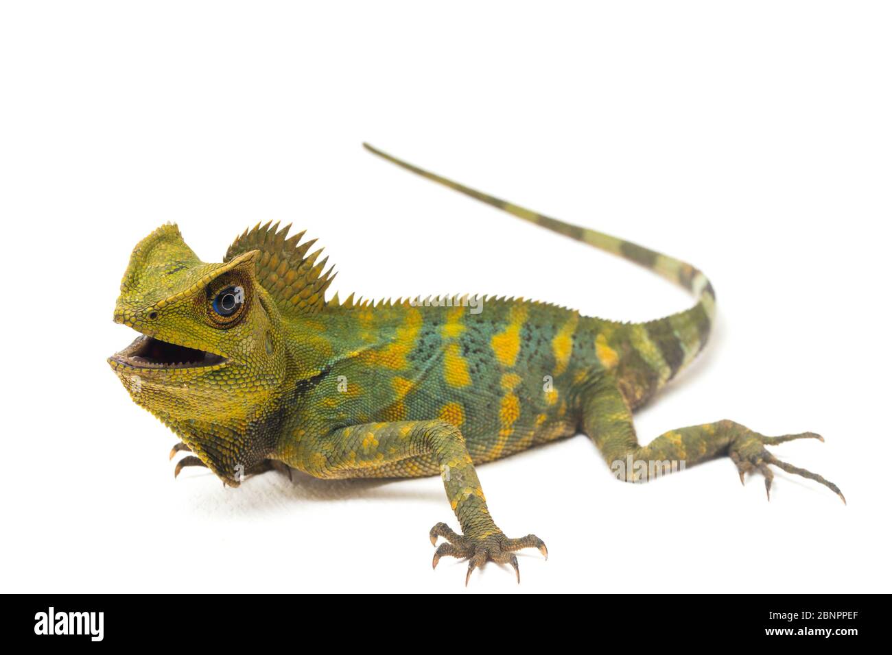 Dragon de forêt de caméléon / Gonocephalus chamaeleontinus isolé sur fond blanc Banque D'Images