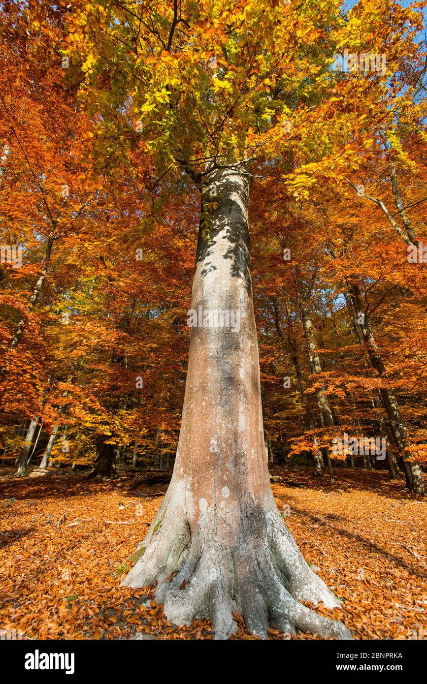 Automne dans la forêt de hêtres Grumsin, patrimoine mondial de l'UNESCO, Angermünde, Uckermark, Brandebourg, Allemagne Banque D'Images