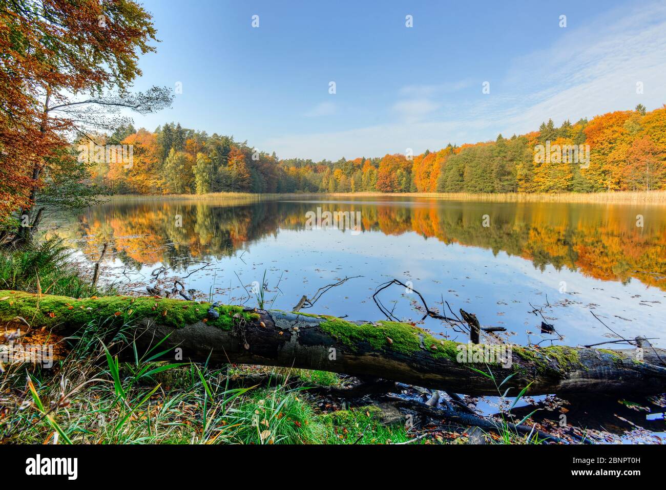 Automne dans la forêt de hêtres Grumsin, patrimoine mondial de l'UNESCO, Angermünde, Uckermark, Brandebourg, Allemagne Banque D'Images