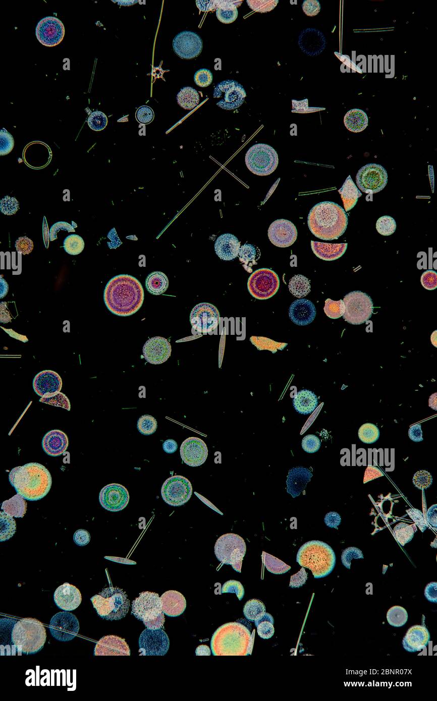 Diatomaceae, diatomées marines antarctiques photographiées au microscope Banque D'Images