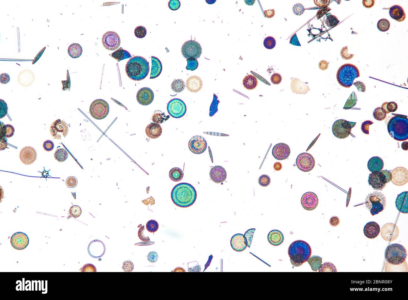 Diatomaceae, diatomées marines antarctiques photographiées au microscope Banque D'Images