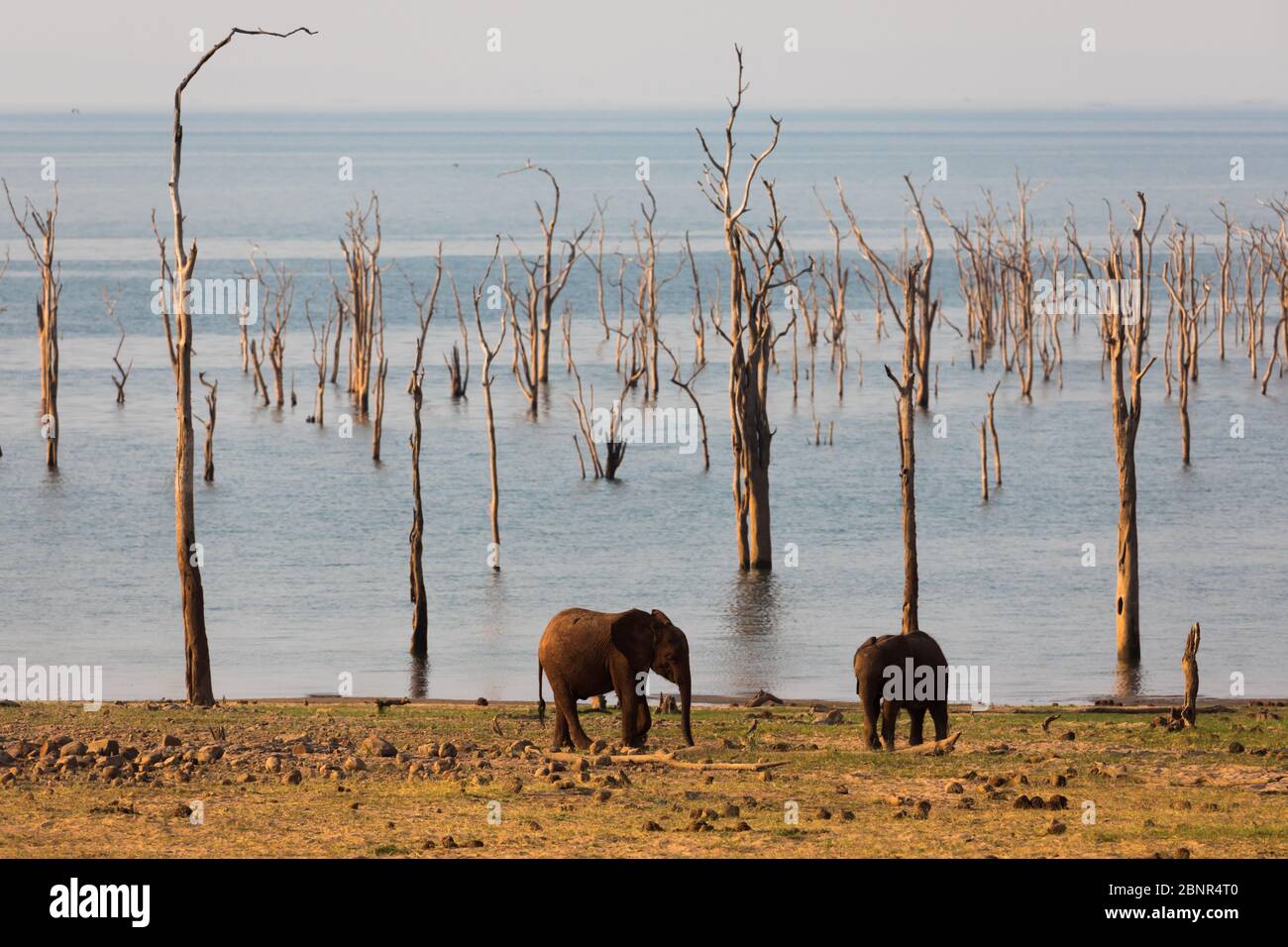 Elefants dans le parc national de Matusadona près du camp de safari de Rhino, Zimbabwe Banque D'Images