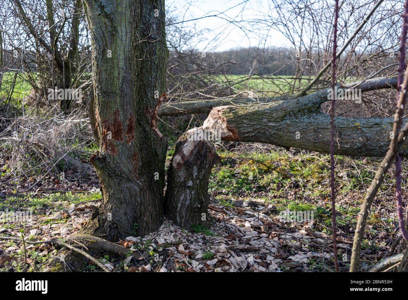 Tronc d'arbre rongé par un castor. Banque D'Images