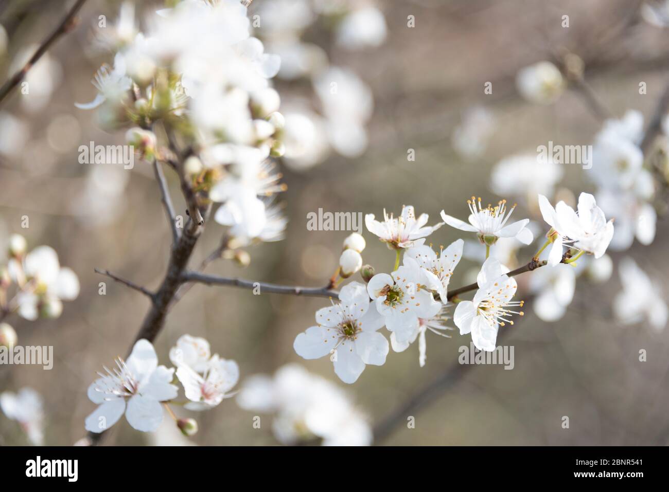 Cerise sauvage à fleurs, cerise d'oiseau, Prunus avium Banque D'Images