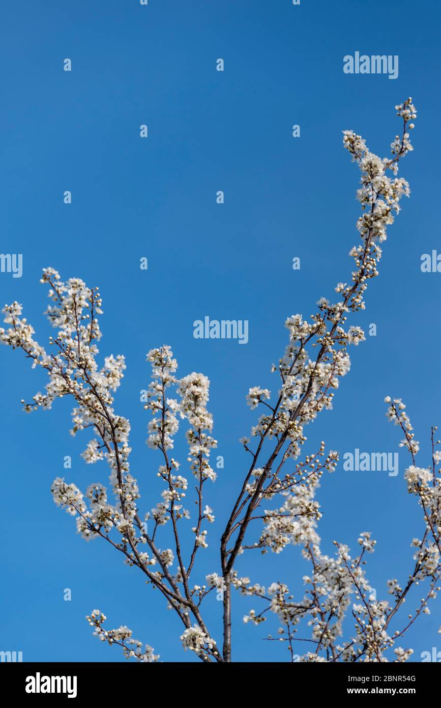 Cerise sauvage à fleurs, cerise d'oiseau, Prunus avium Banque D'Images