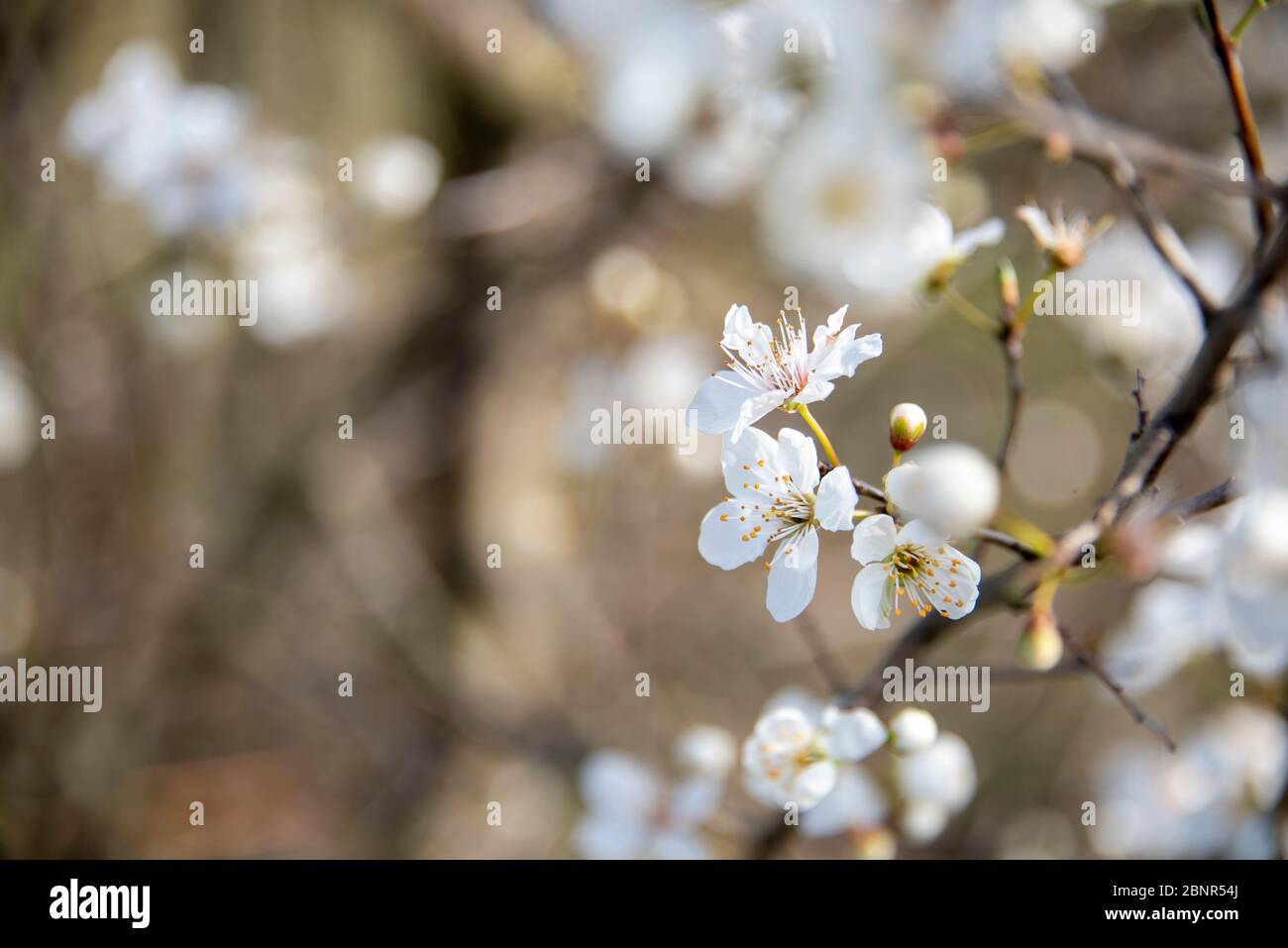 Cerise sauvage à fleurs, cerise d'oiseau, Prunus avium Banque D'Images