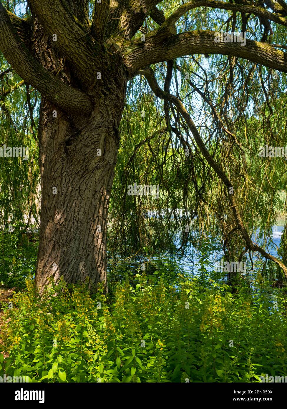 Europe, Allemagne, Hesse, Marburg, jardin botanique de l'Université de Philipps, vieux saule au bord de l'étang Banque D'Images