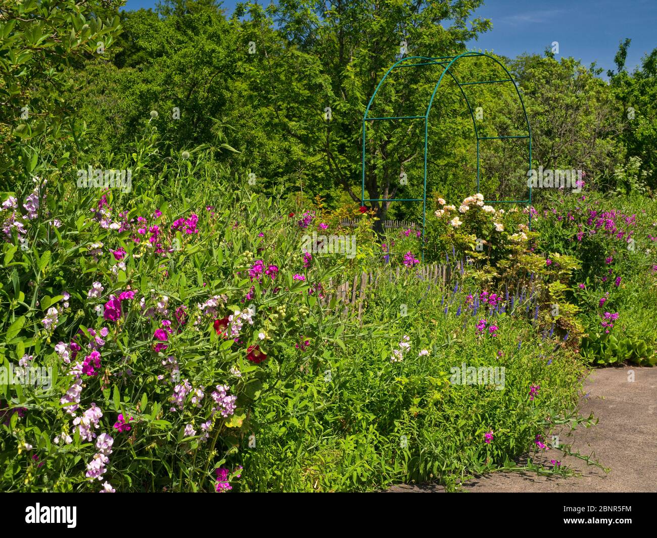 Europe, Allemagne, Hesse, Marburg, jardin botanique de l'Université de Philipps, fleurs de jardin sur le jardin de plantes utile Banque D'Images