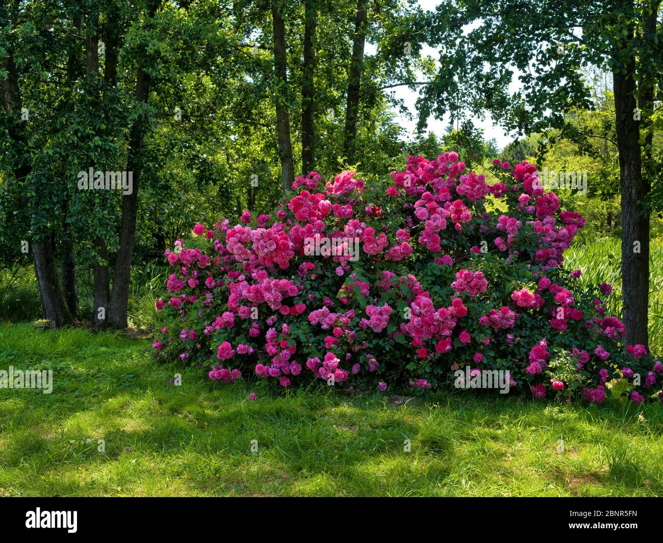 Europe, Allemagne, Hesse, Marburg, jardin botanique de l'Université de Philipps, roseraie Banque D'Images