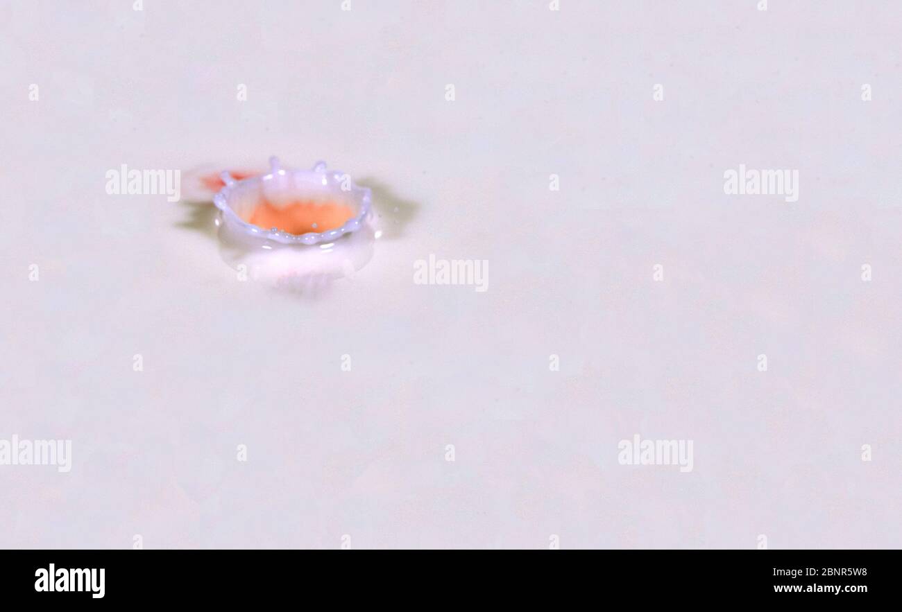 Une goutte de lait ou de liquide a créé une couronne sur la surface blanche du liquide. Banque D'Images