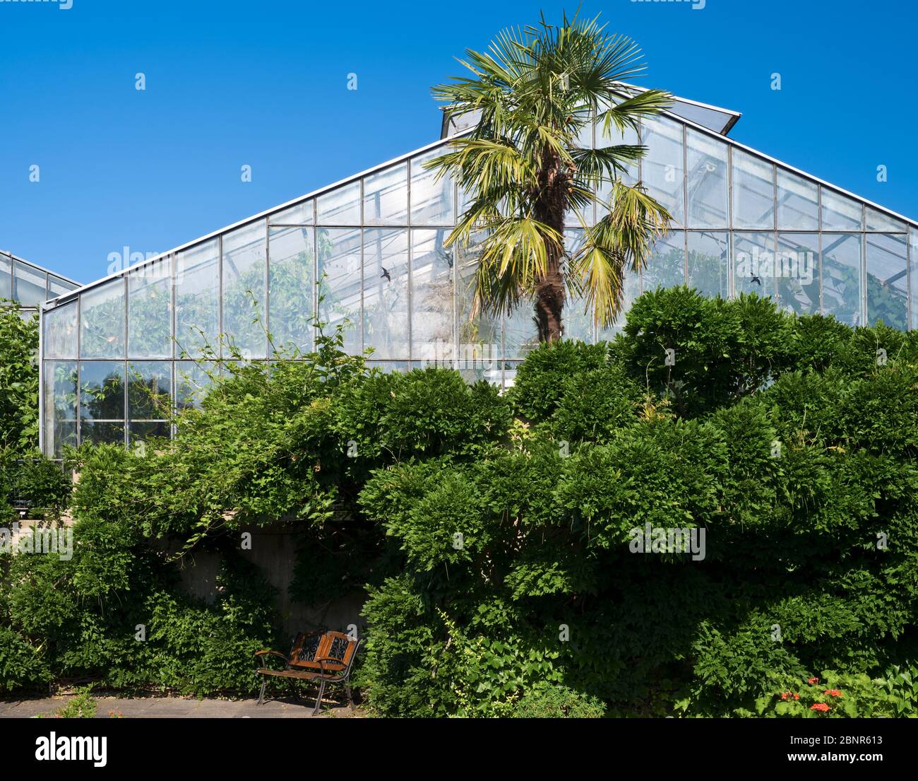 Europe, Allemagne, Hesse, Marburg, jardin botanique de l'Université de Philipps, serres et maisons tropicales Banque D'Images