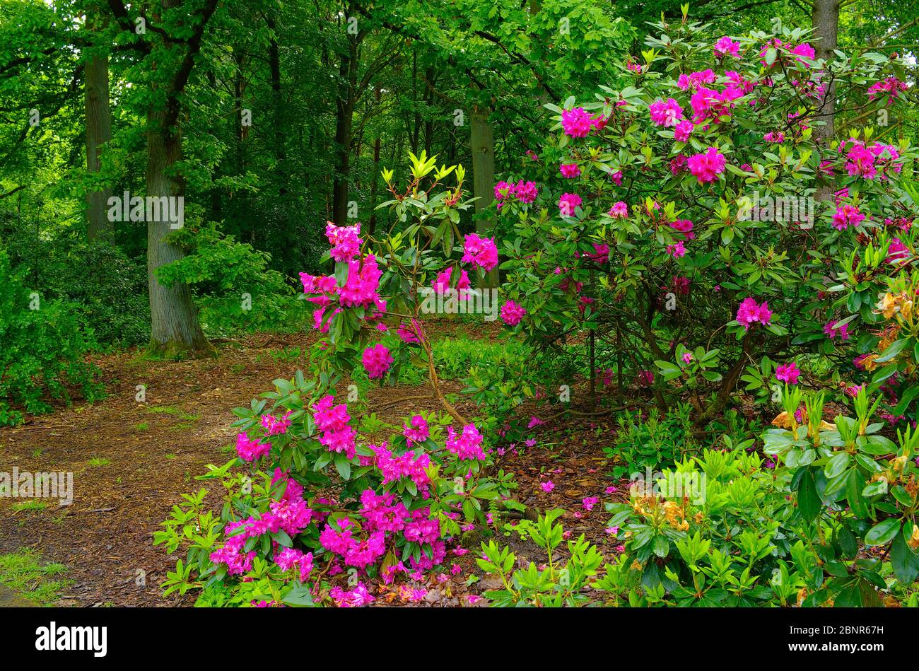 Europe, Allemagne, Hesse, Marburg, jardin botanique de l'Université de Philipps, rhododendrons en fleurs dans la forêt de rhododendron Banque D'Images