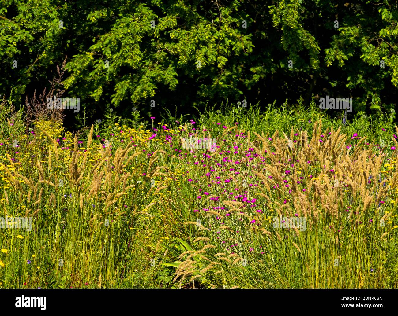 Europe, Allemagne, Hesse, Marburg, jardin botanique de l'Université de Philipps, fleurs de jardin sur le jardin de plantes utile Banque D'Images