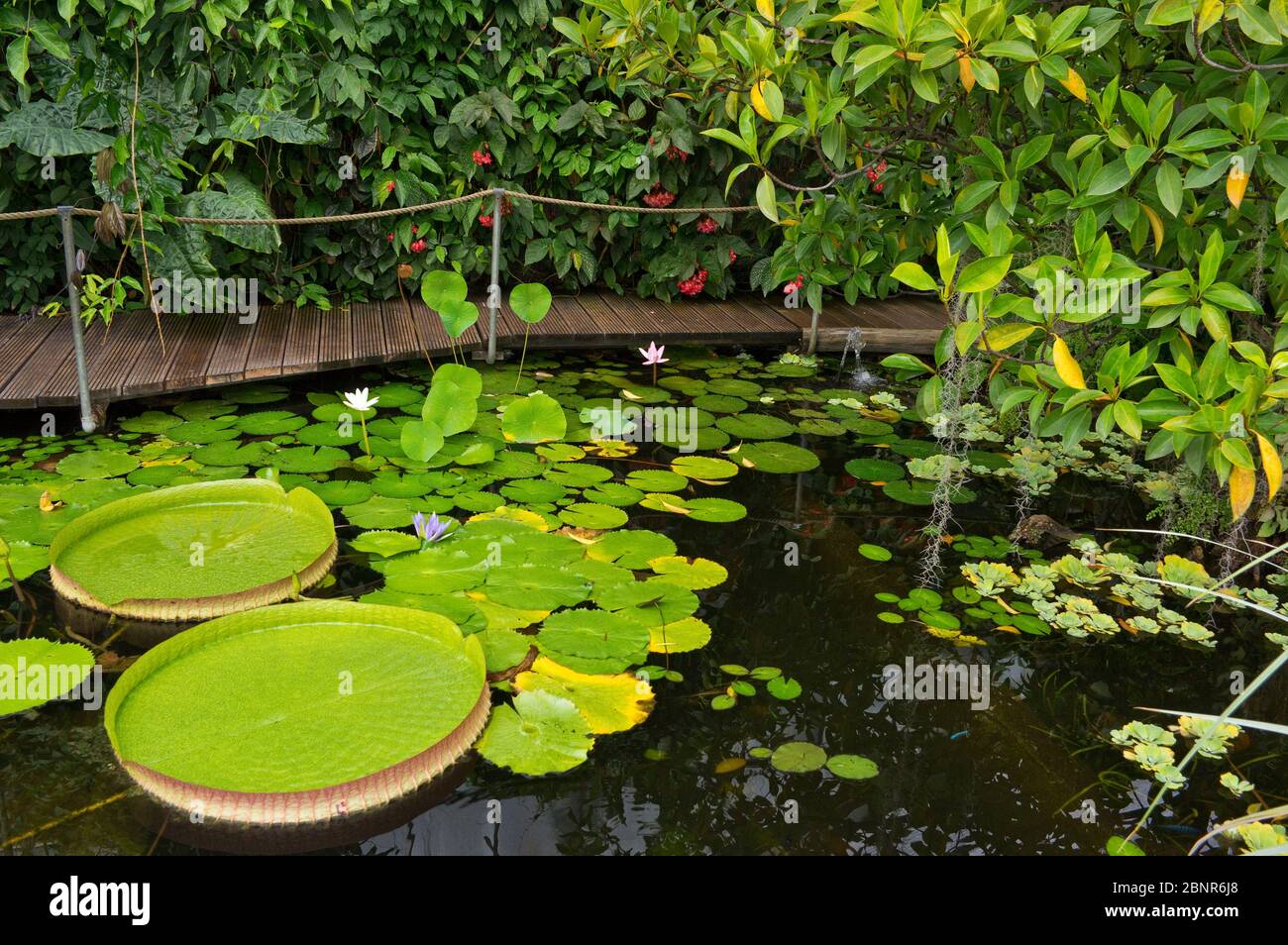 Europe, Allemagne, Hesse, Marburg, jardin botanique de l'Université de Philipps, plantes à fleurs dans la maison tropicale, étang avec fleurs de lotus Banque D'Images