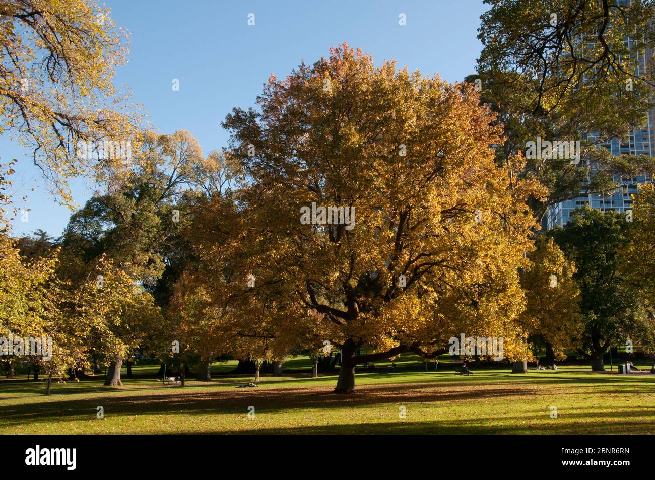 Treasury Gardens, à l'extrémité est du quartier central des affaires, Melbourne, Victoria, Australai, à l'automne 2020 Banque D'Images