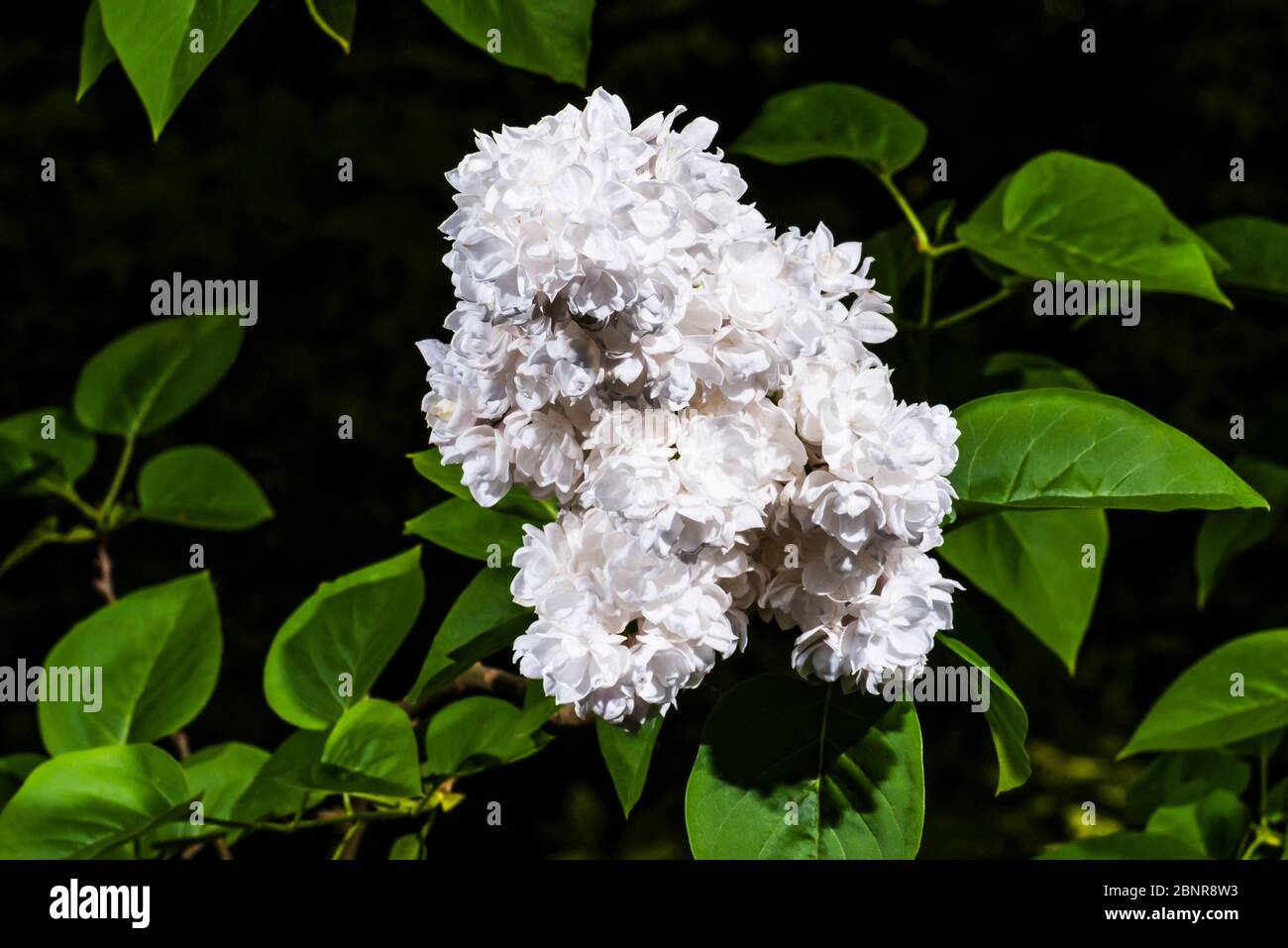 Vue rapprochée extérieure d'un Syringa vulgaris (Beauté de Moscou) Banque D'Images