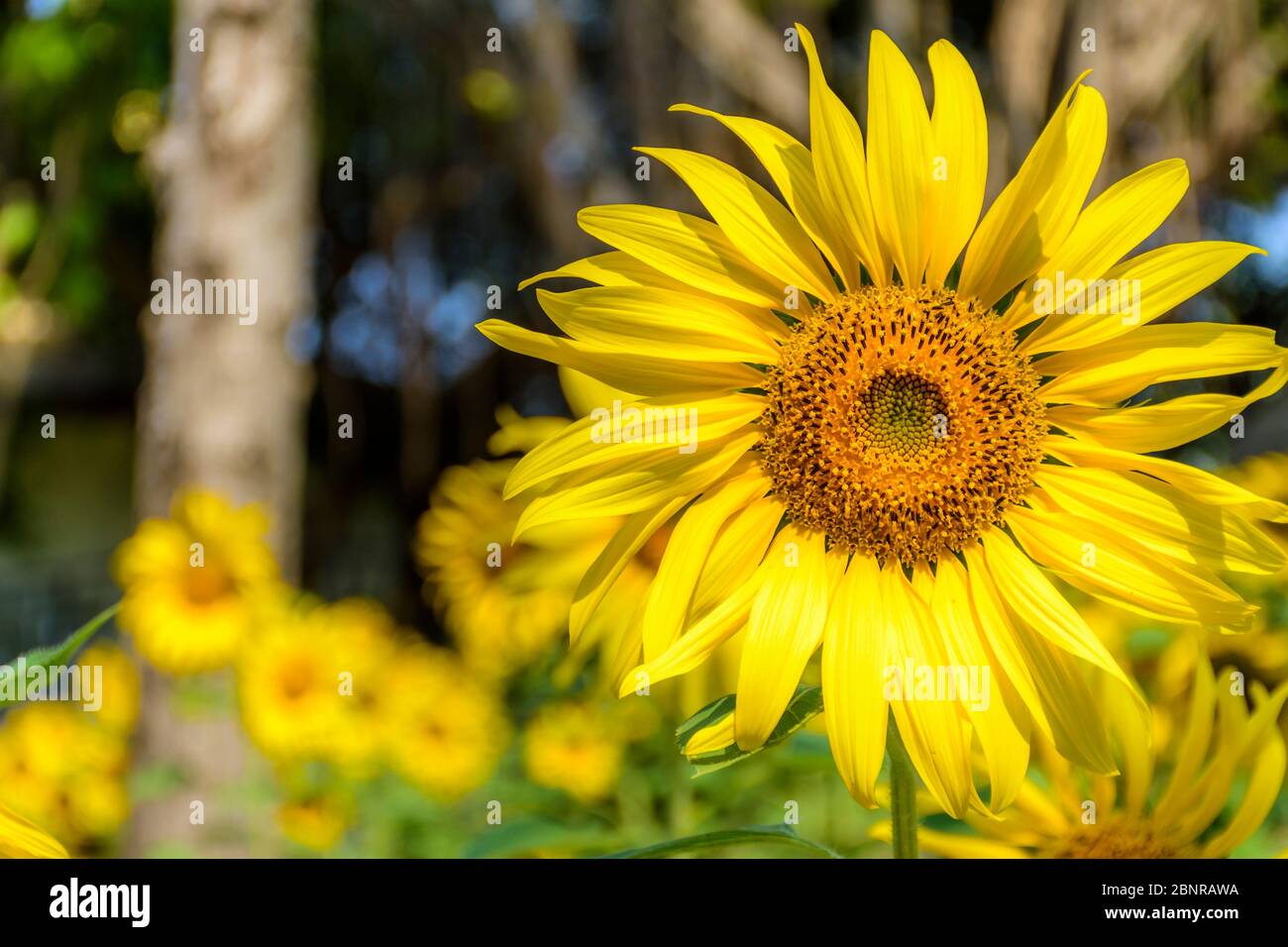 Gros plan du champ de fleurs solaires au soleil à Chiang Mai, dans le nord de la Thaïlande Banque D'Images