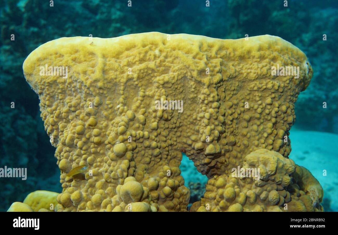 Gros plan du feu corail sous l'eau, Millepora platyphylla, Océan Pacifique, Tahiti, Polynésie française, Océanie Banque D'Images