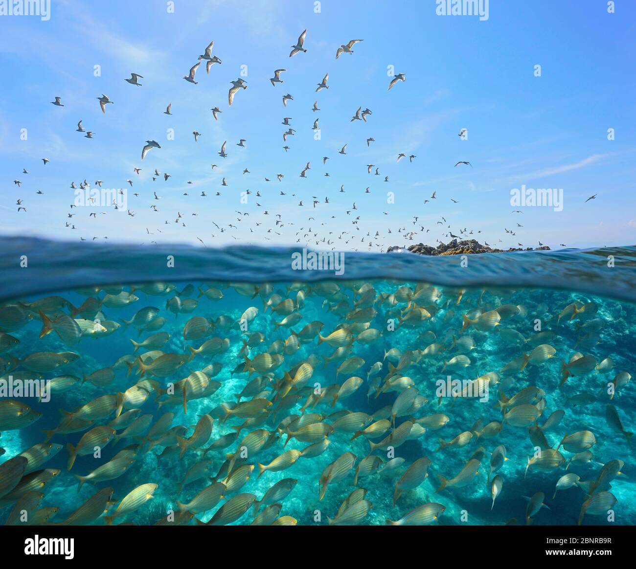 Colonie de goélands volant dans le ciel et une école de poissons sous l'eau, vue partagée sur et sous la surface de l'eau, mer Méditerranée, Espagne, Costa Brava Banque D'Images