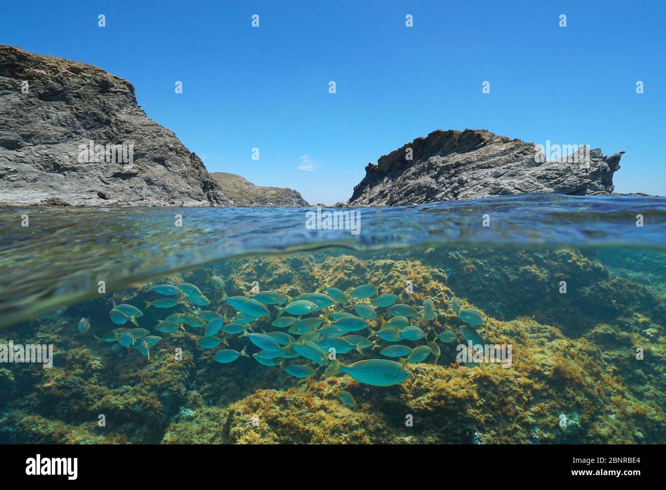 Mer Méditerranée côte rocheuse avec un îlot et un groupe de poissons sous-marins, Espagne, Costa Brava, Colera, Catalogne, vue partagée sur sous l'eau Banque D'Images