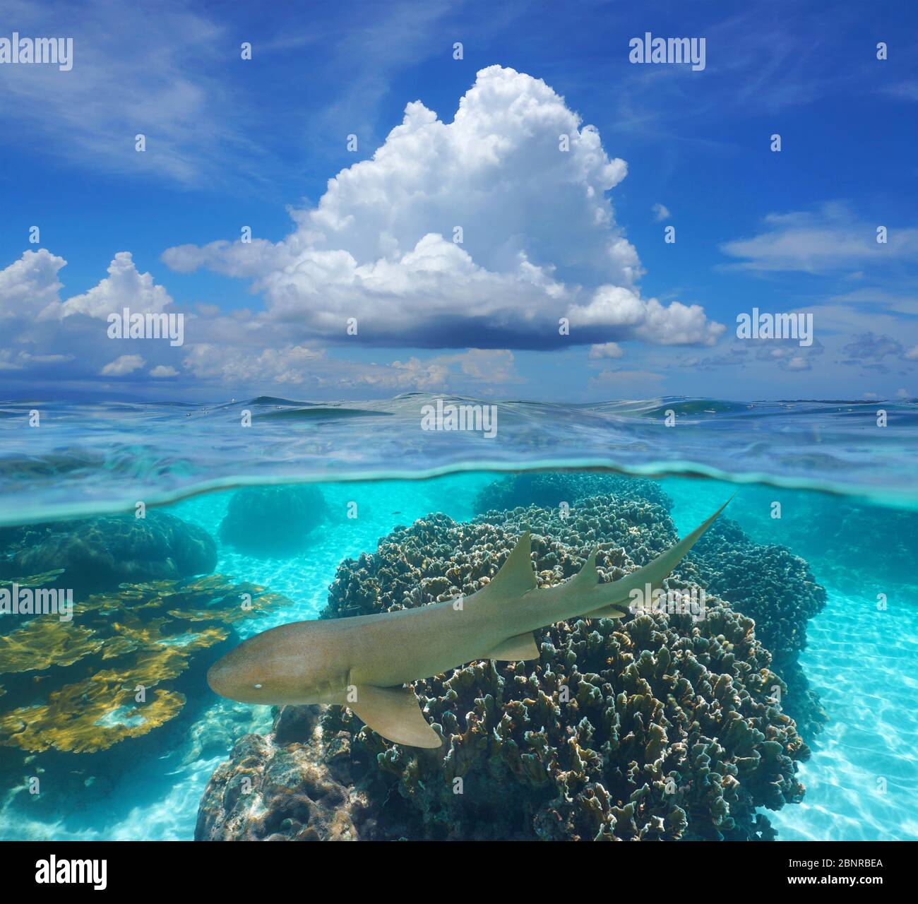 Paysage marin tropical, ciel bleu avec nuages et coraux avec une infirmière requin sous-marin, vue partagée sous l'eau, mer des Caraïbes, Panama, Amérique centrale Banque D'Images