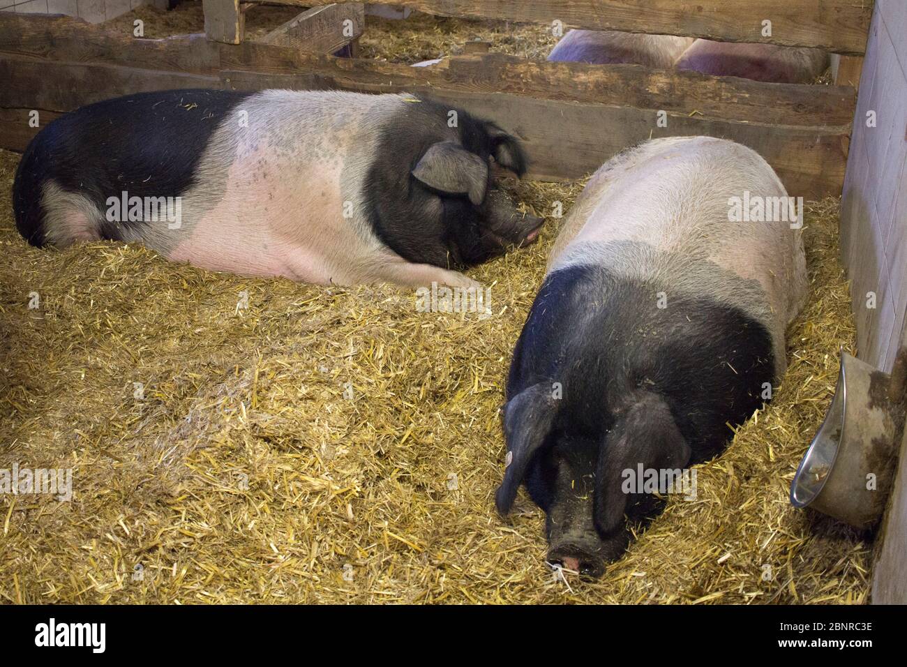 Animaux sauvés à Gut Aiderbichl Banque D'Images